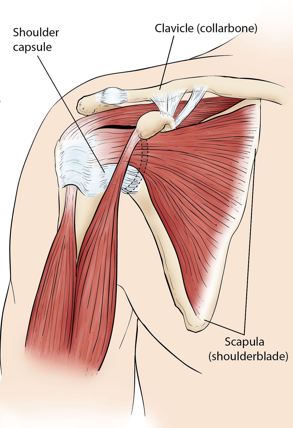 normal-shoulder-anatomy_rotator-cuff